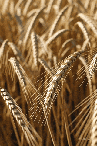 Agricultura de proximidad
