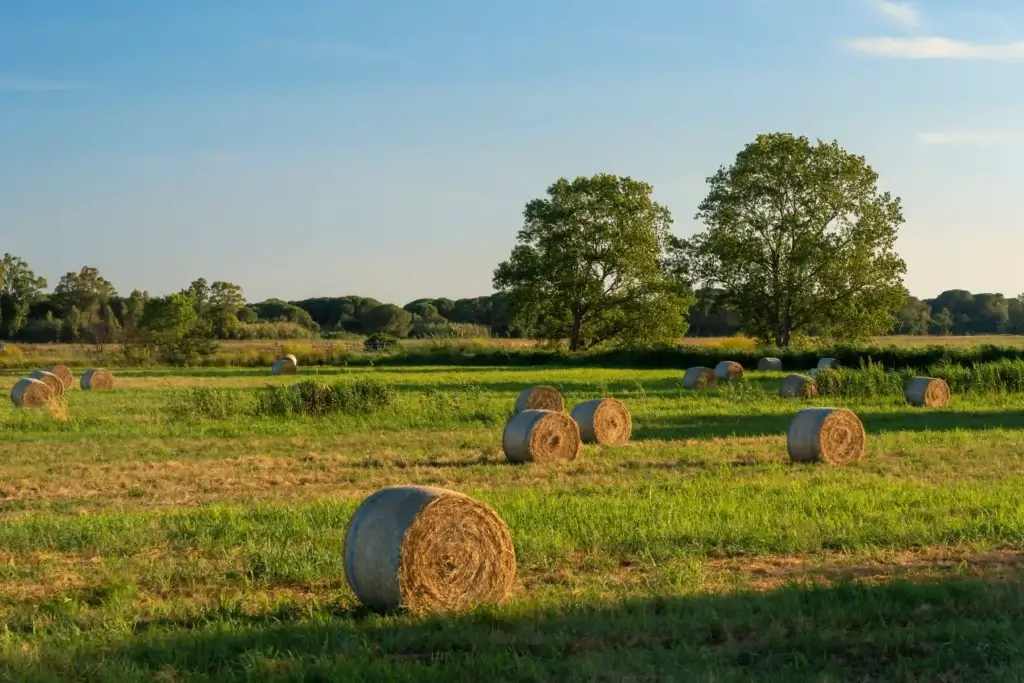 campo